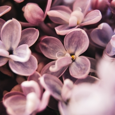 Luscious Lilac Fragrance Oil