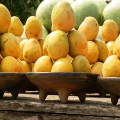 Mango Sorbet Fragrance Oil