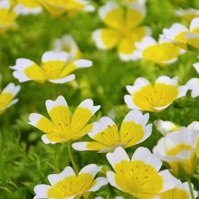Meadowfoam Oil